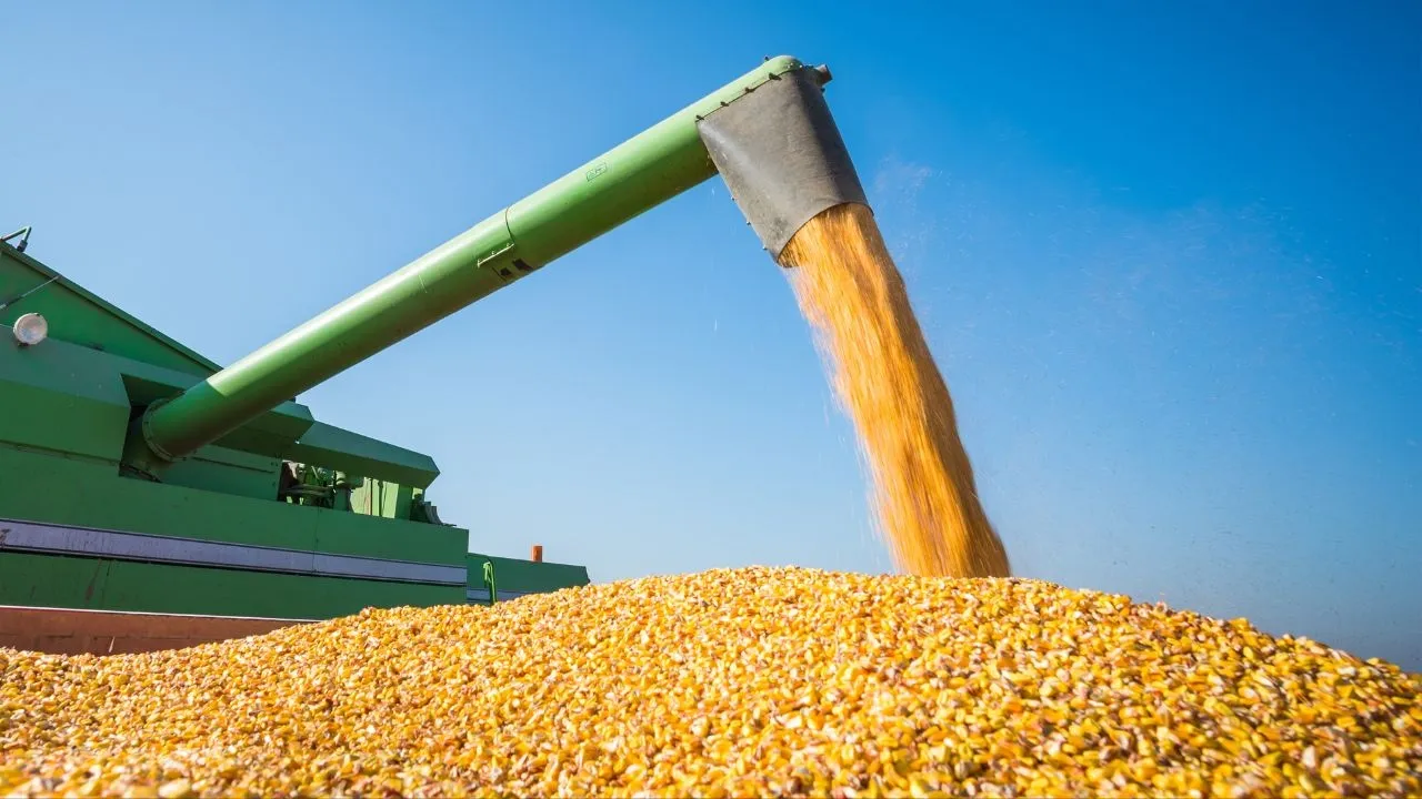 Produção de grãos na safra 2022/2023 no Maranhão deve alcançar 7,3 milhões de toneladas