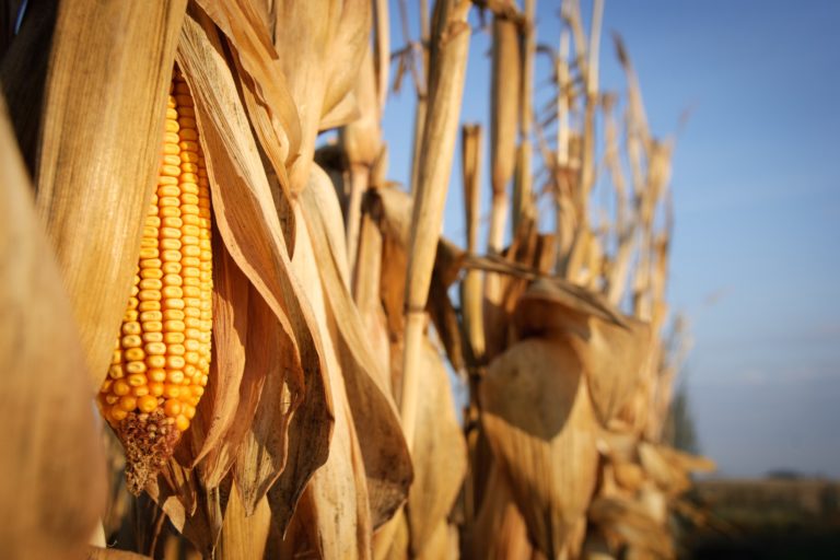 Maranhão pode se tornar um dos principais produtores de etanol de milho do país