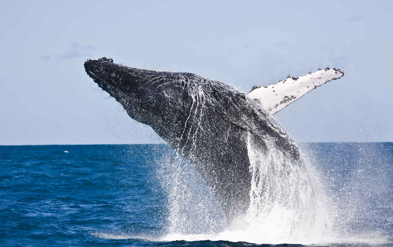 ICMBio cria Rede de Atendimento a Mamíferos Aquáticos para Conservação Marinha