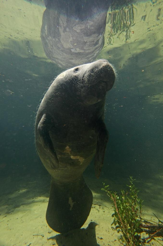 Peixe-boi é declarado patrimônio do Estado do Pará